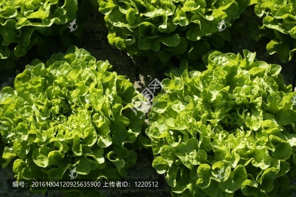 西班牙綠生菜