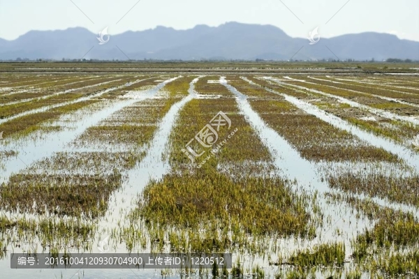 西班牙種植稻田。水的反射
