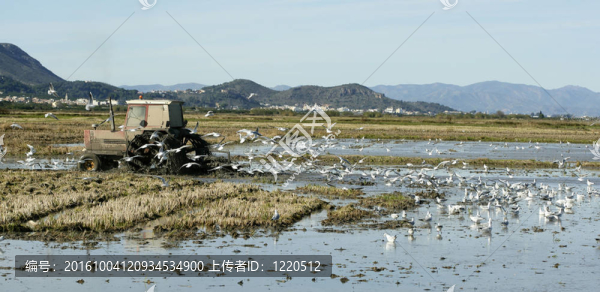 水稻拖拉機(jī)；濕田和海鷗