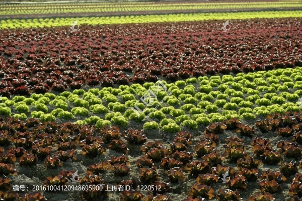 紅色小萵苣；西班牙田野