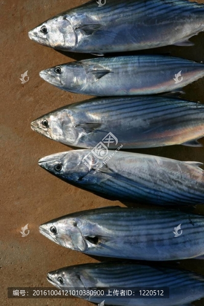 炸彈魚(yú)；鰹魚(yú)；Sarda,Sarda一行