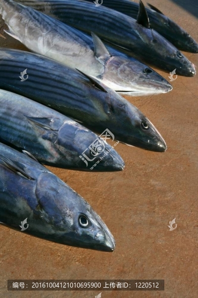 炸彈魚；鰹魚；Sarda,Sarda一行