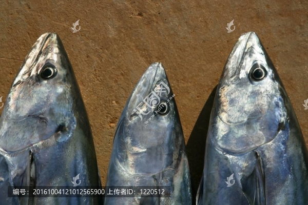炸彈魚；鰹魚；Sarda,Sarda一行