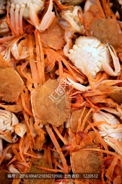 Mediterranean蟹；紋理模式