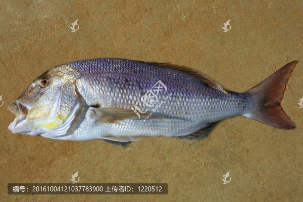 丹頓對金頭類似地中海；