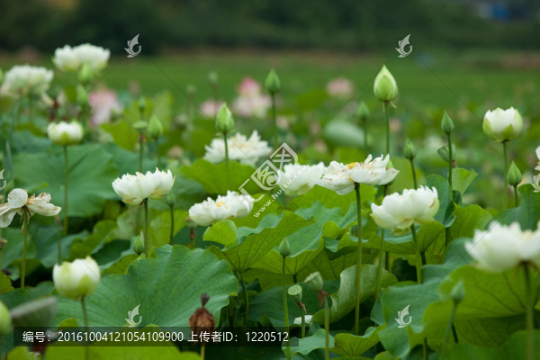 蓮花