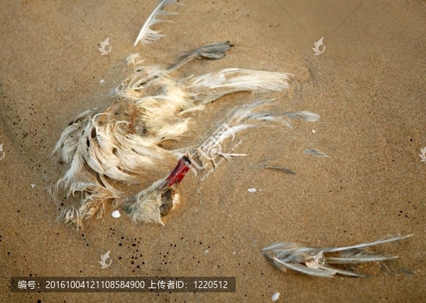死海鷗在沙地；生態(tài)