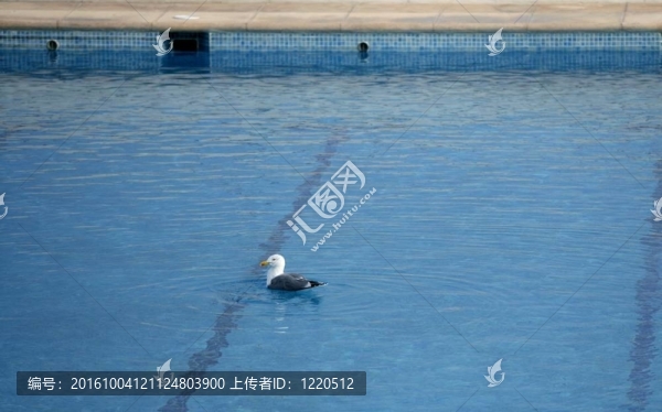 游泳池放松度假，海鷗