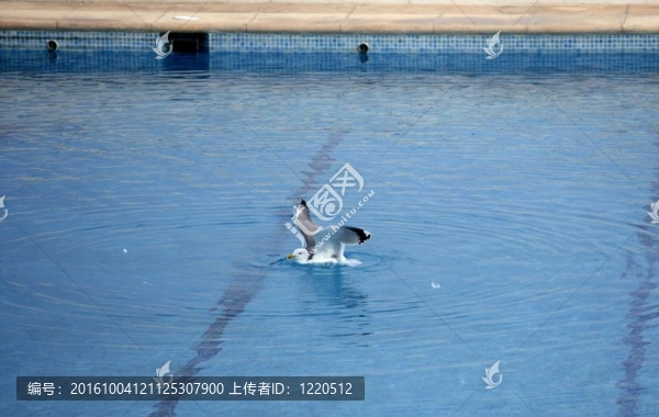 游泳池放松度假，海鷗