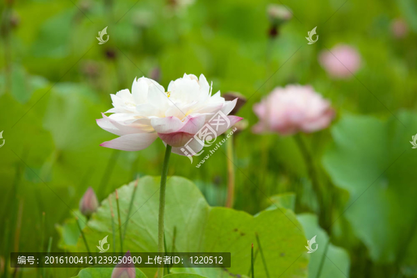 蓮花