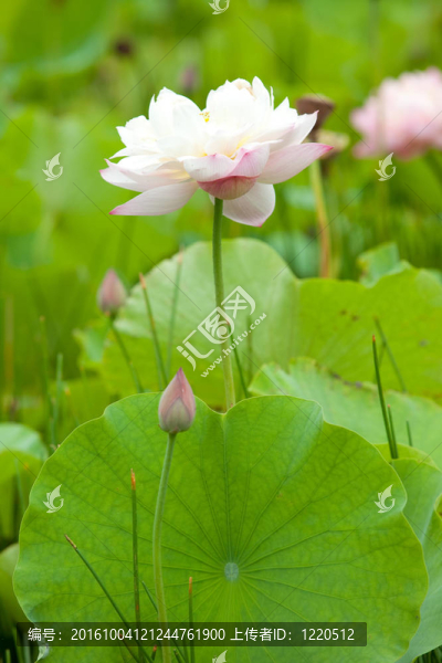 蓮花