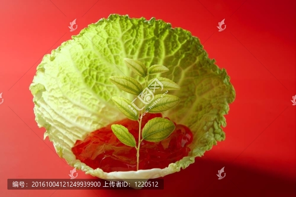 生長在白菜葉
