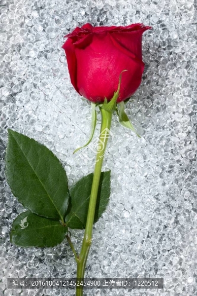 一個美麗的玫瑰在圓玻璃紋理
