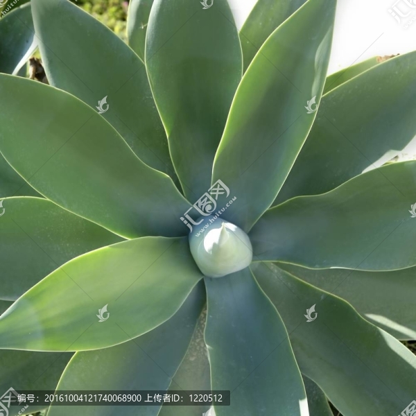 Pitera；Maguey；龍舌蘭；細(xì)節(jié)來(lái)自Mediterranean