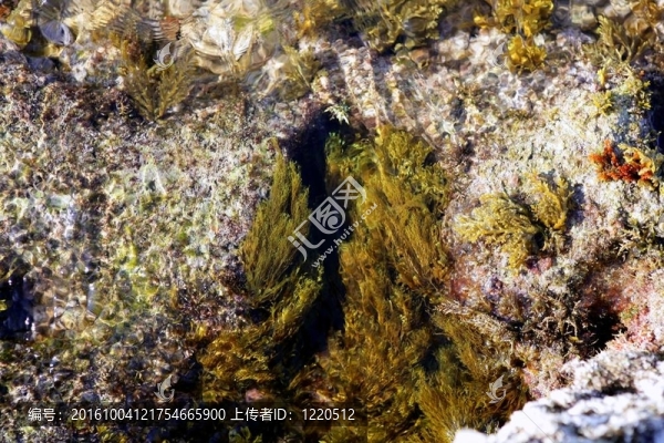 海藻；來自地中海岸邊的海藻