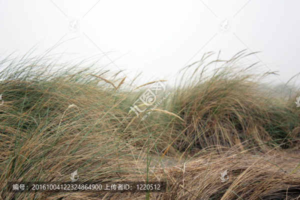 野草