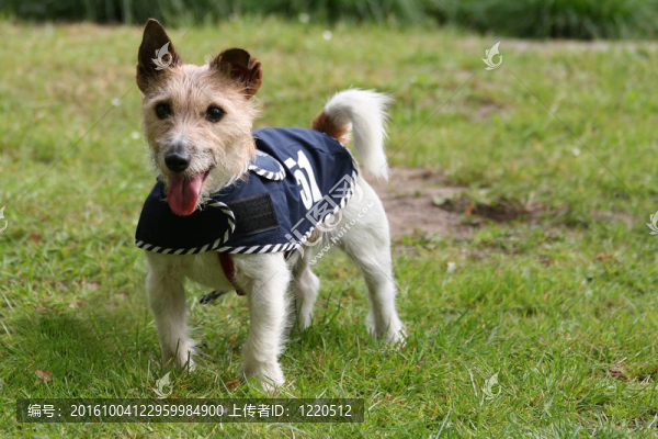 jack,russel梗