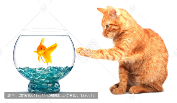金鱼和猫