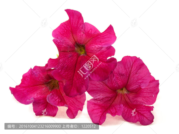 三粉紅色的花朵