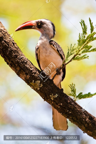 紅嘴犀鳥