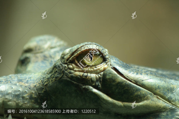 短吻鱷