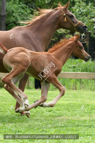 阿拉伯馬馬駒