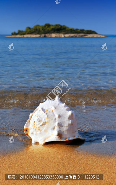 在地中海海灘的貝殼