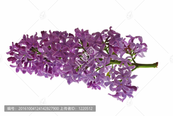 丁香花