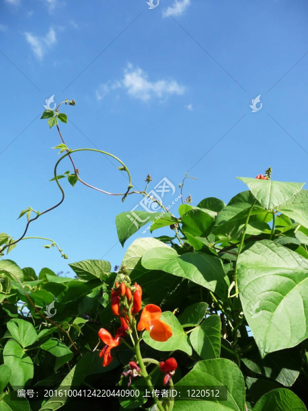 菜豆植物