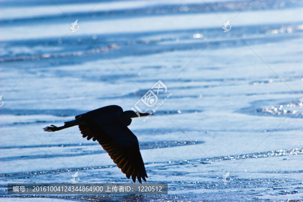 蒼鷺鳥(niǎo)飛過(guò)水