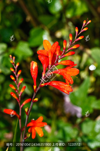 紅色的百合花