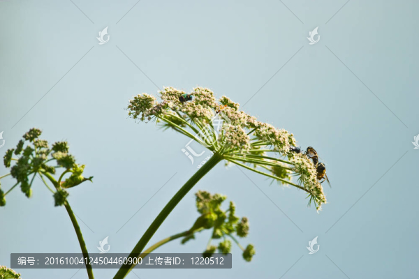 野生植物