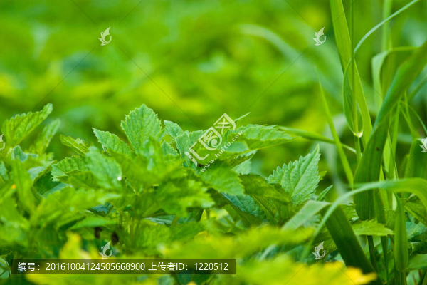 野生植物