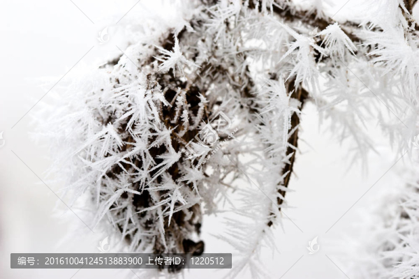 Hoar,frost或霧凇的植物在冬季的一天