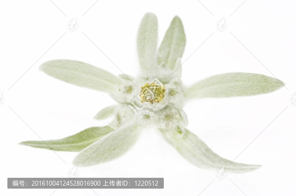 雪絨花