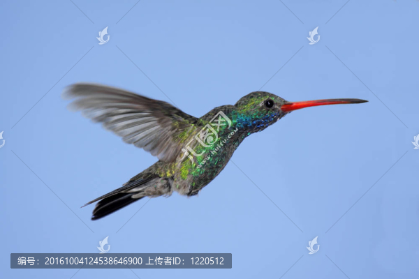 闊嘴蜂鳥（Cynanthus,latirostris）