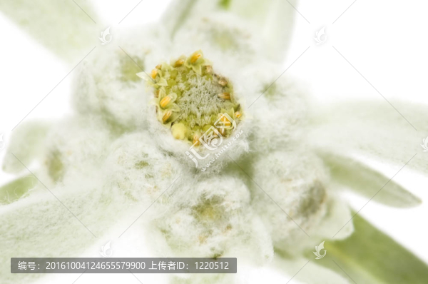 雪絨花