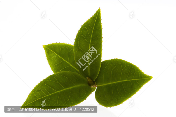 白色背景下新鮮茶樹(shù)枝