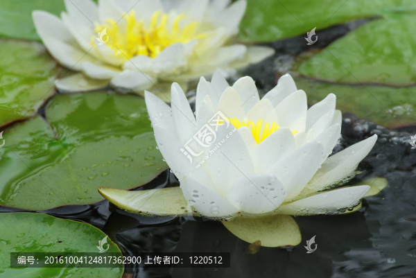 水百合