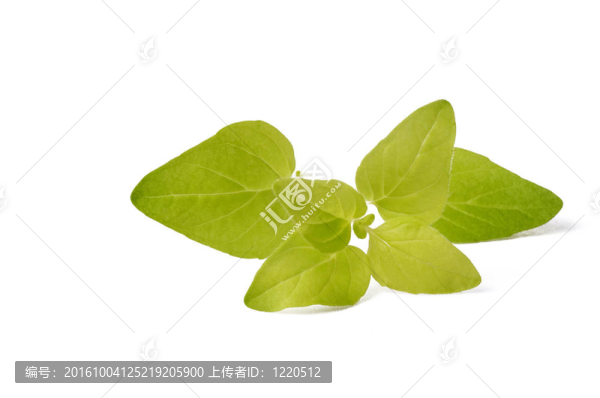 新鮮的牛至孤立在白色背景