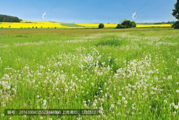 蒲公英的草地