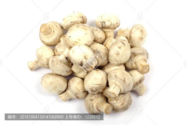香菇蘑菇堆孤立在白色背景。