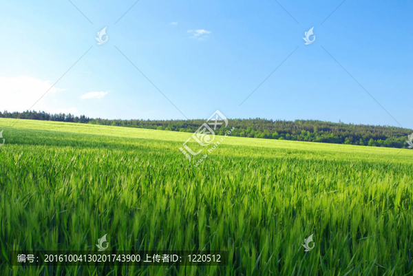 綠色的田野