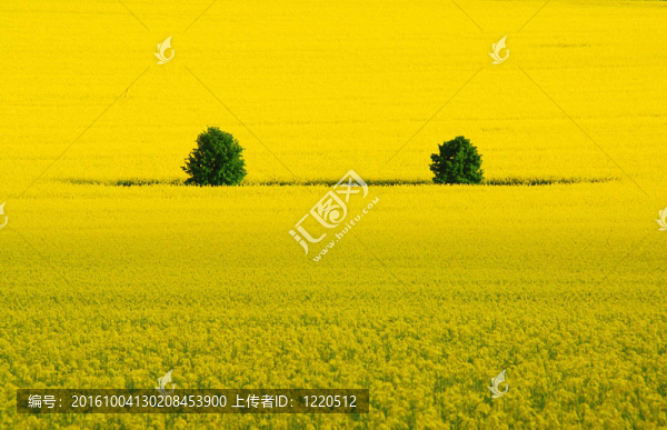 油菜兩棵樹(shù)