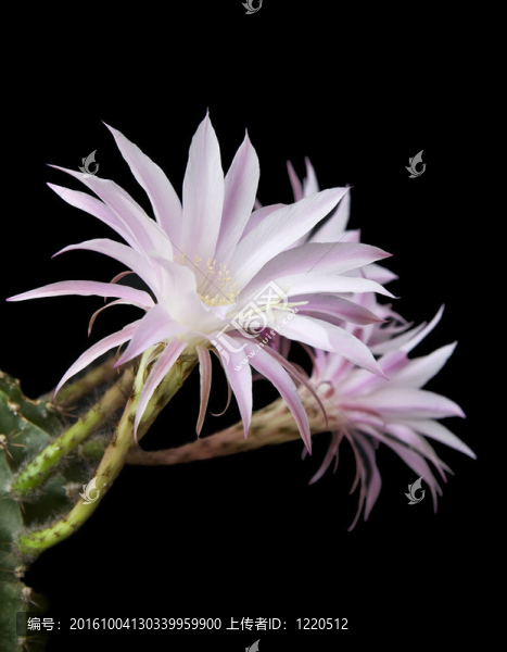 黑色背景上的仙人掌開花