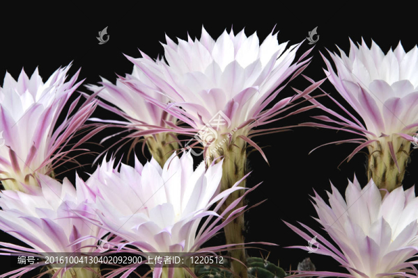黑色背景上的仙人掌開花