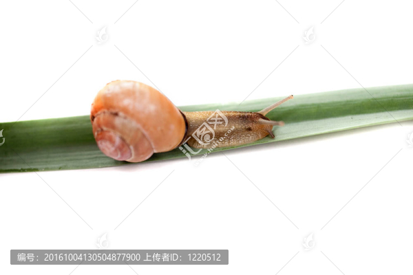 蝸牛