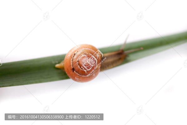 蝸牛
