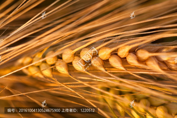 小麥