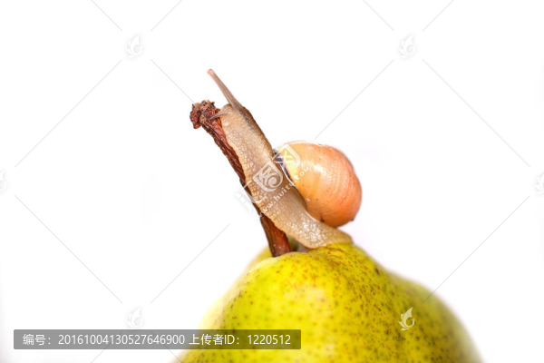 蝸牛